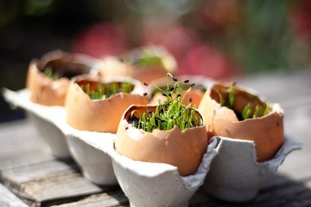Las cáscaras de huevo se pueden utilizar con éxito para cultivar plántulas.