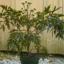 Arbusto Polyscias (Polyscias fruticosa)