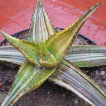 Erizo de aloe (Aloe maculata)