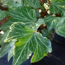 Ivy menjalar atau ivy biasa (Hedera helix) 'Riak Hijau