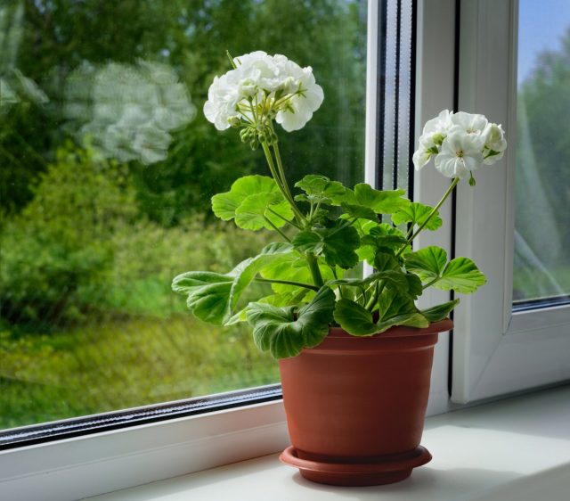 Sin acceso a aire fresco, no se puede cultivar pelargonium