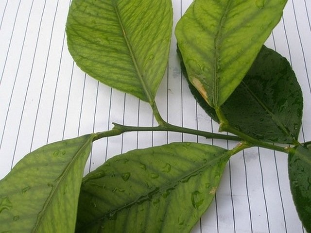 Síntomas de falta de manganeso en hojas de limón.
