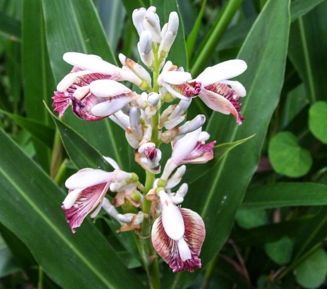Alpinia officinalis floreciente (Alpinia officinarum)