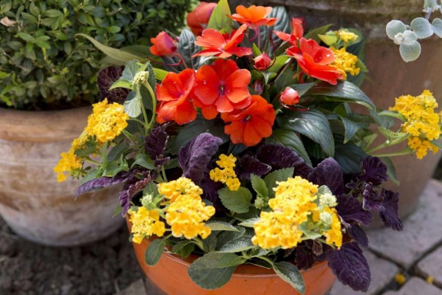 En arreglos florales, lantana se usa como un suplente original para la verbena.