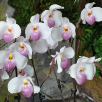 Tvåblommig orkidé Paphiopedilum Delenatii