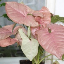 Syngonium pierna-hojas 'Neon Pink'