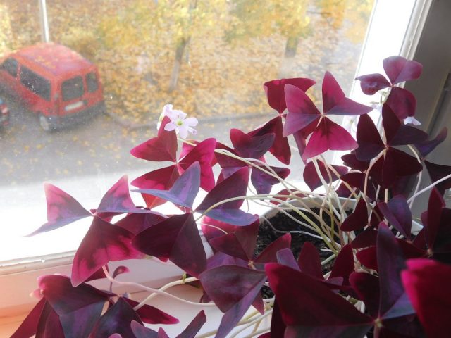 Voor driehoekige oxalis en andere soorten die langer dan 9 maanden kunnen bloeien, wordt de topdressing voor de winter verminderd, maar niet gestopt.