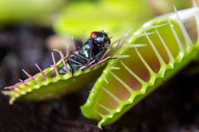 Los papamoscas Venus se alimentan de hormigas, escarabajos, arañas, saltamontes e insectos voladores