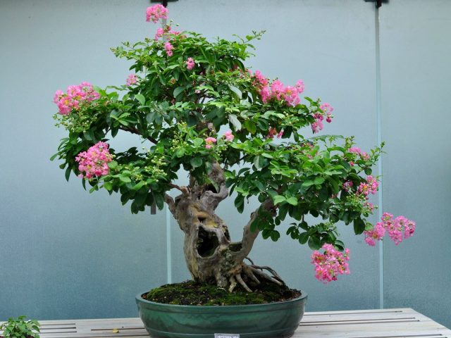 Mirto bonsai
