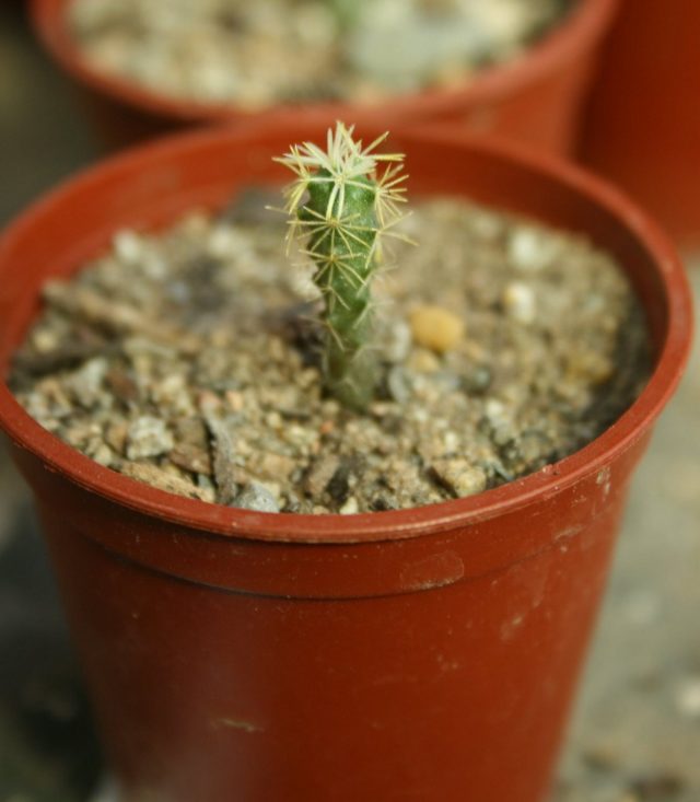 Los Ancystrocactus se cultivan en recipientes profundos y lo suficientemente grandes.