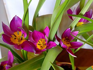 Para un tulipán botánico, la floración de la perla persa dura bastante tiempo.