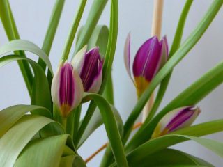 Tulip "Persian Pearl" (Perla persa)
