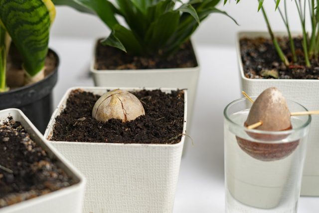 La semilla de aguacate (Persea) se puede germinar en sustrato o agua.
