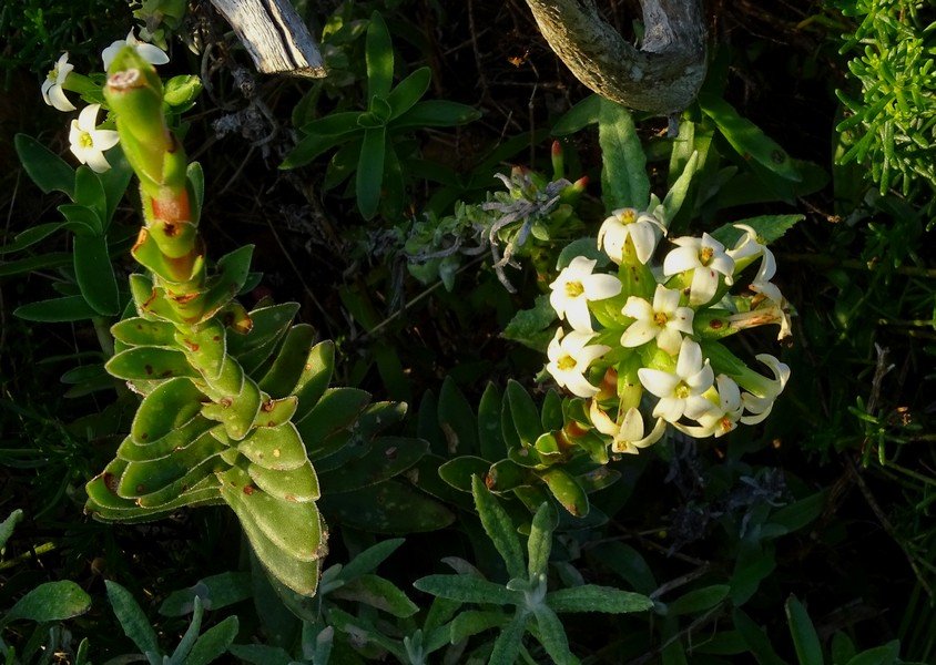 Rohea fragante (Crassula fascicularis)