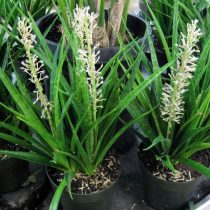 Hyacinth ya Kenya au Sansevieria ya kupendeza (Sansevieria parva)