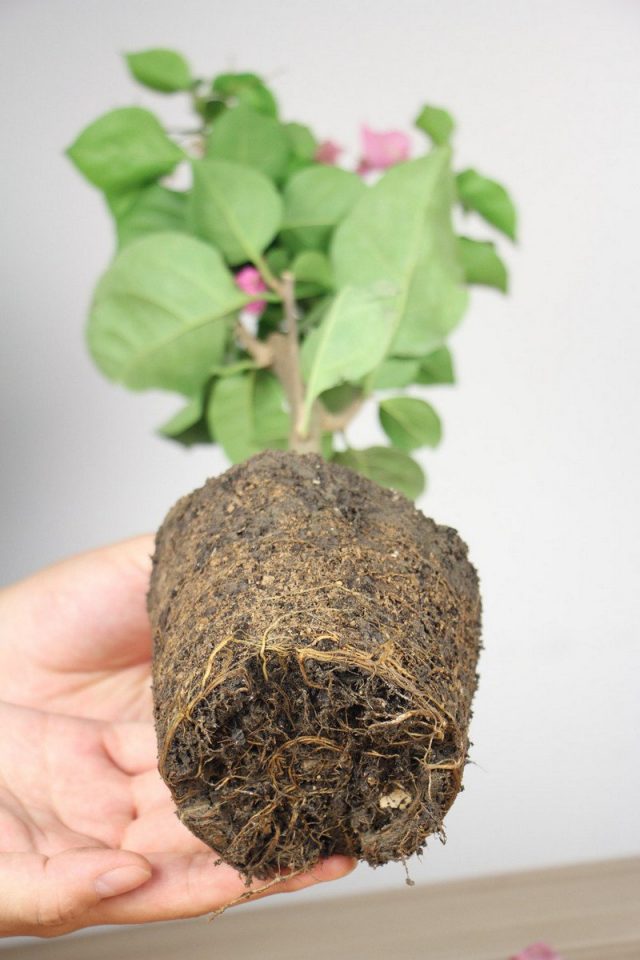 Las macetas de buganvillas se seleccionan de acuerdo con el tamaño del sistema de raíces, aumentando en 4 cm.