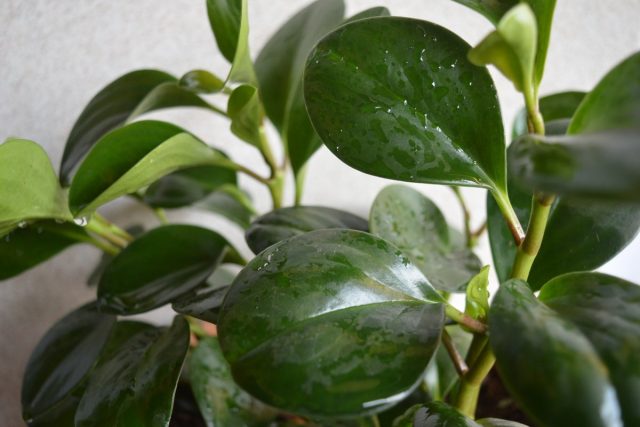 Para las variedades de peperomia con hojas lisas, la pulverización se puede realizar en verano si se desea.