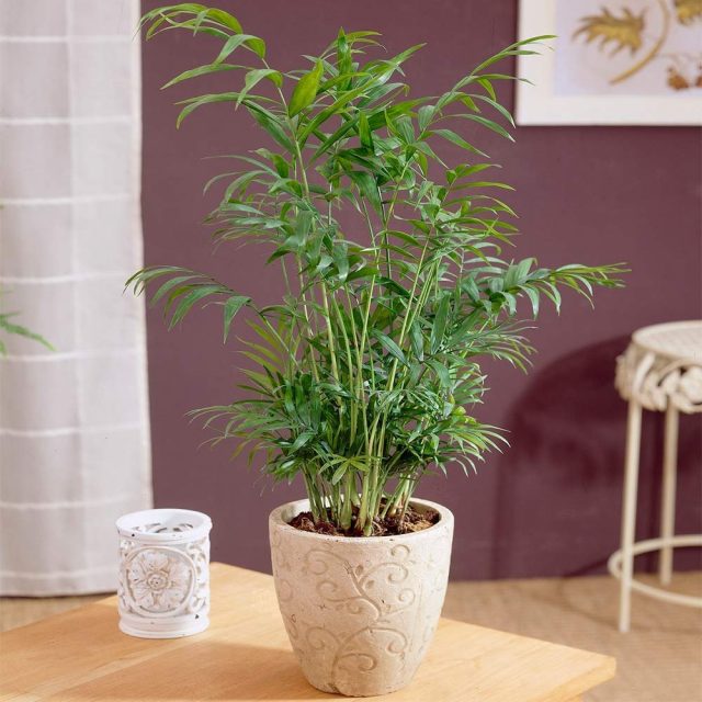 Hamedorea 是放置在房間內的最佳棕櫚樹
