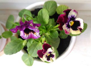 Tricolor violeta (Viola tricolor)