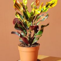 Codiaeum abigarrado (Codiaeum variegatum), cultivar 'Mammie' ('Mammy')