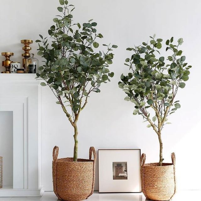 Na přání lze eukalyptus tvarovat: pravidelným sestřihem, štípáním, obnažováním a tvarováním polen.