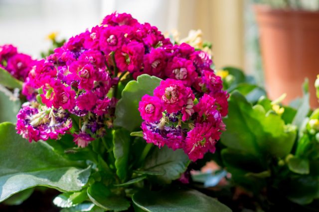 Kalanchoe "Kalandiva" necesita la iluminación más brillante para su plena floración