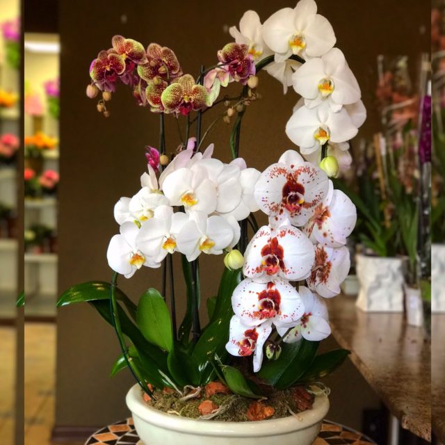 Arreglo de orquídeas
