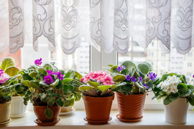 Violetas florecientes en el alféizar de la ventana