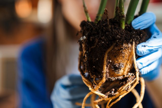 Si sospecha que la raíz está dañada, puede verificar completamente el estado de las raíces solo durante el trasplante.
