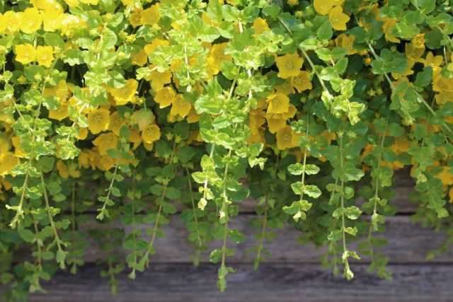 5 mejores ampelos de hojas decorativas para jardinería de balcones y terrazas