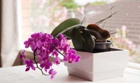 7 consejos para el cuidado básico de las orquídeas para principiantes: cultivo y cuidado