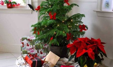 Árbol de Navidad vivo - deliciosa araucaria - cuidado