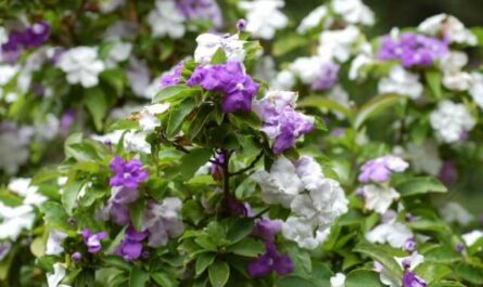 Brunfelsia - una flor cambiante con un aroma mágico - cuidado