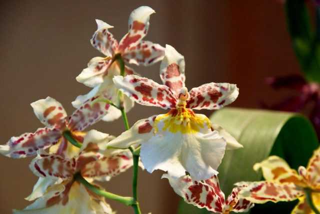 Cambria interior - cuidado de las orquídeas estrella variegadas