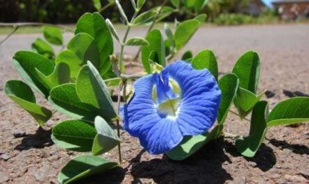 Clitoria es una planta floreciente y muy curativa - cuidado