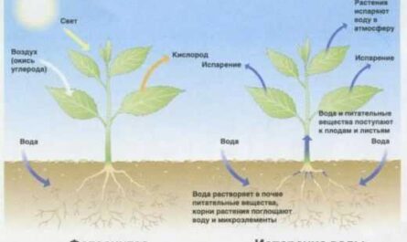 Cómo fertilizar plantas - interior y jardín - cuidado