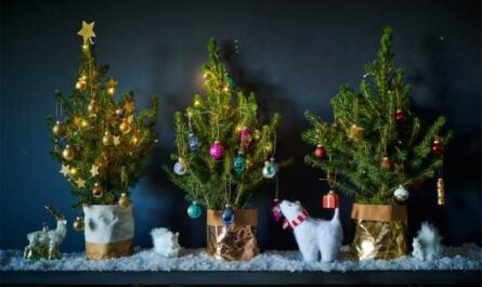 Cultivar un árbol de Navidad en casa - cuidado