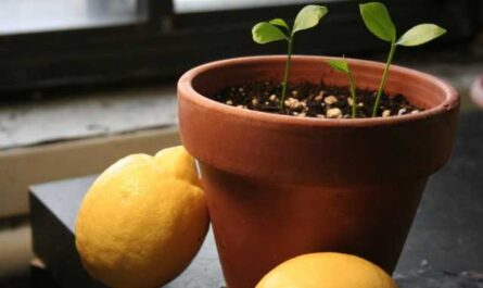 Cultivar un limonero en casa: cultivo y cuidado