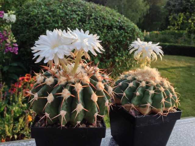 Discocactus - el más popular de los cactus en flor - Hermosas plantas de interior