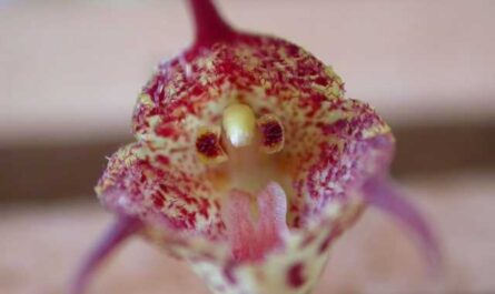 Drácula - hermosa orquídea aterradora - cuidado