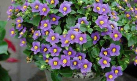Ekzakum - violeta persa temperamental