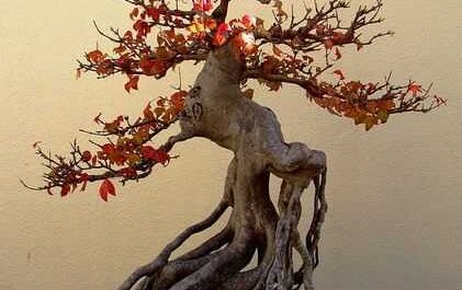 El arte del bonsái - aseo