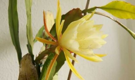 Epiphyllum - cactus frondoso - cuidado