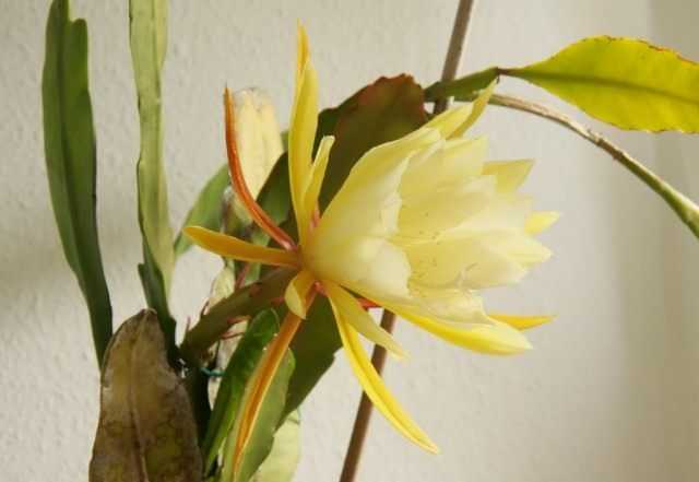 Epiphyllum – cactus frondoso – cuidado