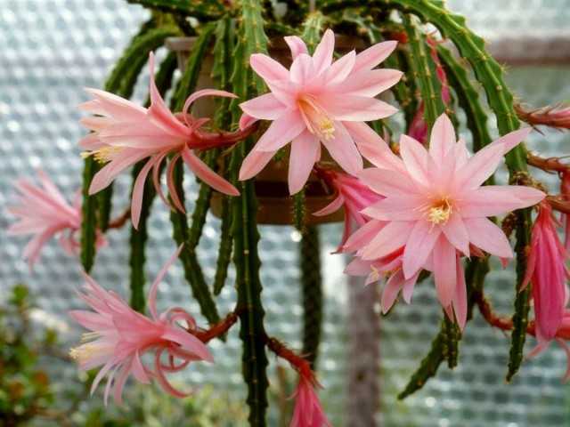 Epiphyllums - Cuidado de cactus del bosque en abundancia