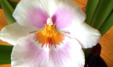 Es fácil cultivar una orquídea - cuidado