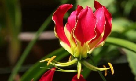 Flor de Gloriosa "camaleón" - cuidado