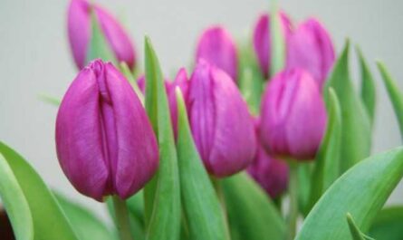 Forzar tulipanes - cuidado