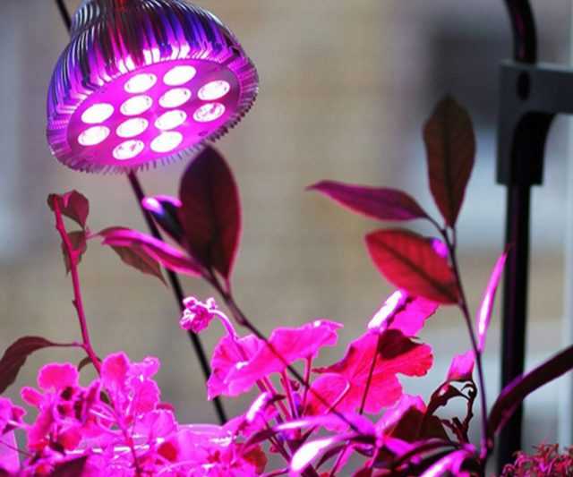 Iluminación complementaria de plantas de interior en cuidados invernales.