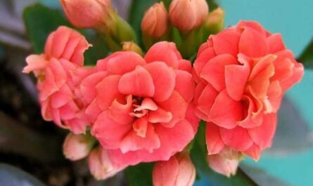 Kalanchoe Blossfeld - flor debajo del capó - cuidado
